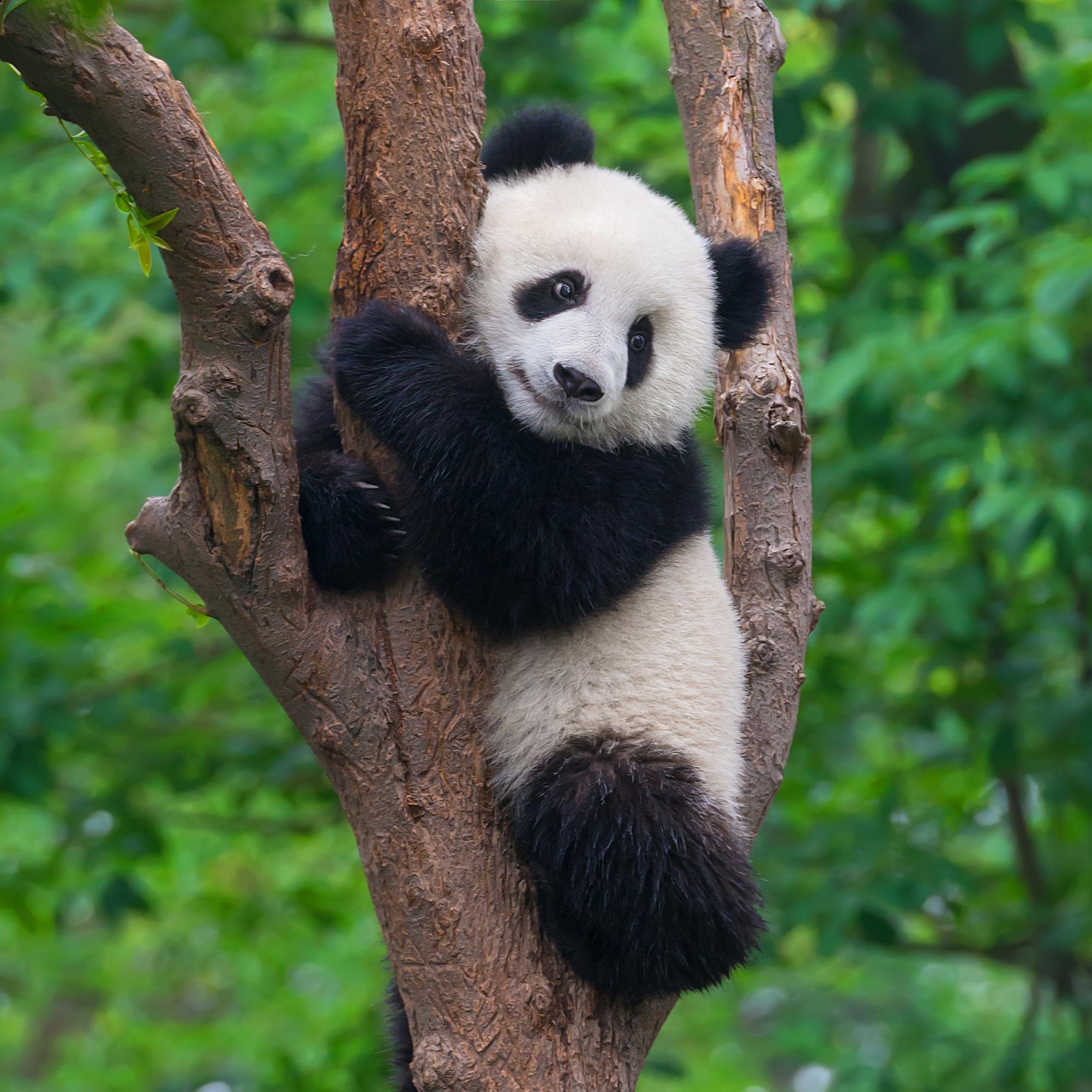 Environmental conservation - panda in nature